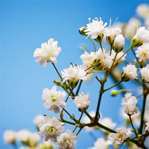 Small, White, Baby's Breath Flowers Photograph by William Andrew