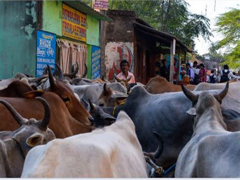 Assam mob lynching: Mob lynches 'cow-thieves' in Assam's Nagaon | Guwahati News - Times of India