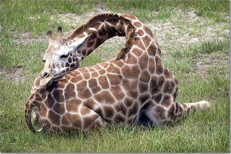 Sleep Junkies on Twitter | Giraffe, Giraffe photos, Giraffe neck