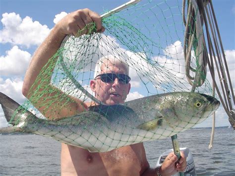 Raritan Bay Sailing: August 4, 2013 Fishing Report In Raritan Bay