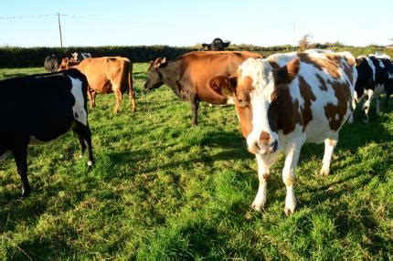 2020 - Organic Dairy Farming - Teagasc | Agriculture and Food Development Authority