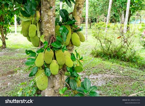 Jackfruit Pohon Nangka Name Kind Tree Stock Photo 2082513721 | Shutterstock