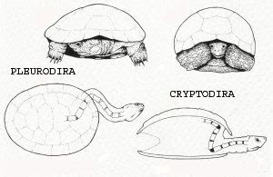 Extinct Animal of the Week: February 2017