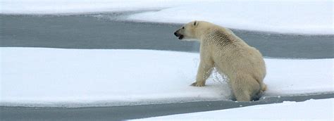 Polar Bears on Thin Ice | Center for Science Education