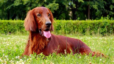 Best Large Dog Breeds – Which Are the Top Family Pets?