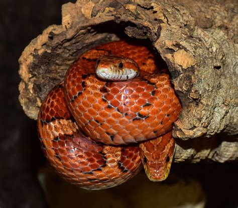 Fotos gratis : naranja, retrato, reptil, escala, cerca, fauna, cabeza, alfombrilla de ratón ...