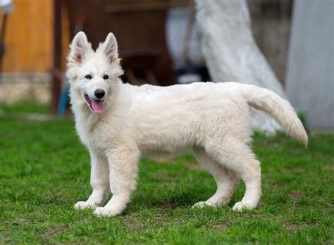 White German Shepherd: A Complete Guide To Fluffy White Shepherds | All ...