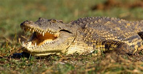 Nile Crocodile vs Saltwater Crocodile: What Are the Differences?