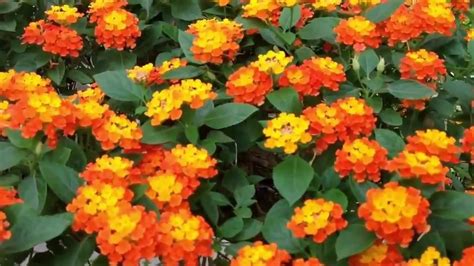 Lantana camara - YouTube