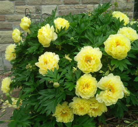 Perennial Plant Profile: Itoh Peony (Paeonia hybrid) - Belgian Nursery