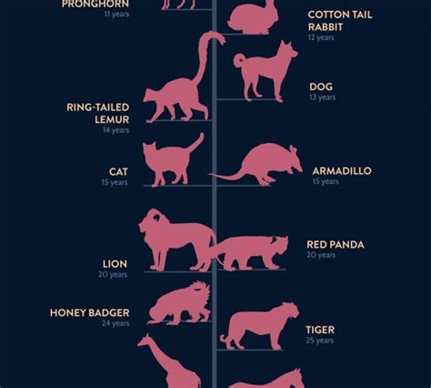 Animal lifespan chart