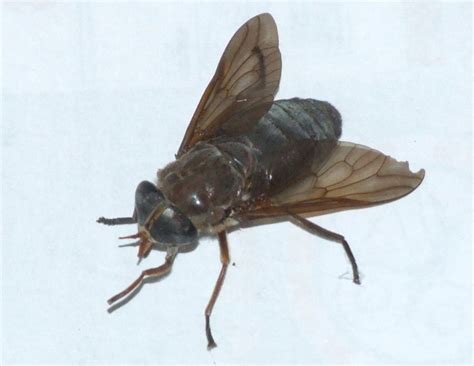 Horse Fly, but what species??? - What's That Bug?