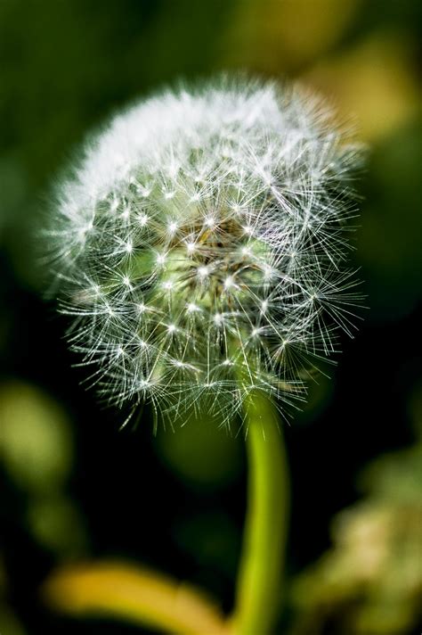 Free Images : nature, grass, branch, abstract, white, dandelion, sunlight, leaf, seed, flower ...