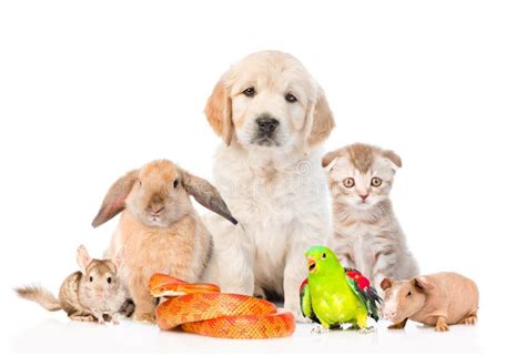 5,459 Group Pets Together Stock Photos - Free & Royalty-Free Stock Photos from Dreamstime