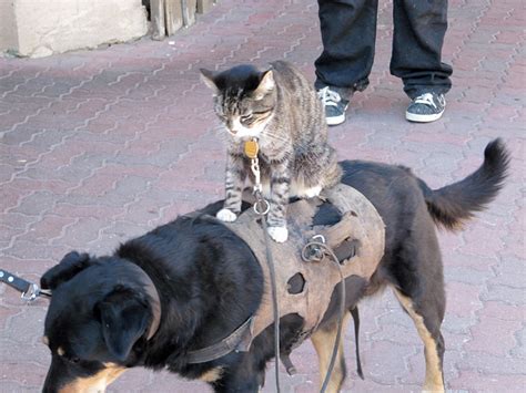 Dog Riding Cat | Flickr - Photo Sharing!