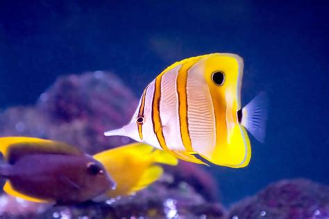 The Andaman butterflyfish - Le isole Andaman e Nicobar Laquedive - India