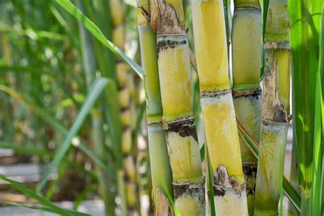 Sugarcane Plant Flower