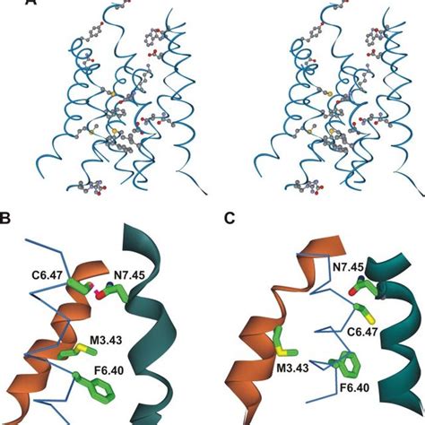 Structures of GnRHs and the human GnRH receptor. A, primary structures ...