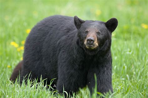 Black bear walking in a grassy meadow, Ursus americanus, Orr, Minnesota