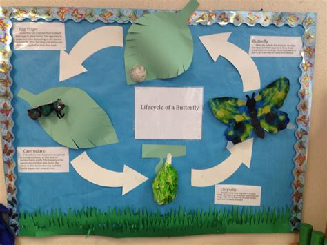 Butterfly lifecycle bulletin board | Butterfly life cycle, Teaching science, Science boards