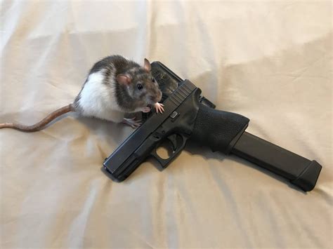 Are we still doing rats and gats? : guns