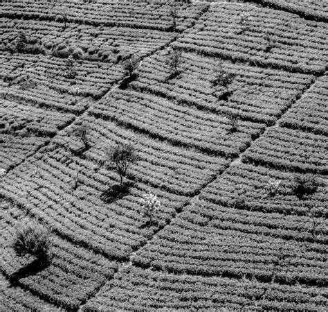 Green Tea Plantation in Sri Lanka Stock Image - Image of flush, quality ...