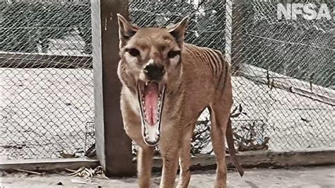 Missing Remains of Last Tasmanian Tiger Finally Found, Hidden in Plain Sight - CNET