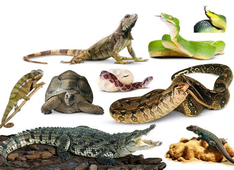 Reptiles Pictures | Amazing Wallpapers