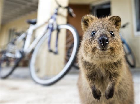 37 Photos of Ridiculously Happy Animals that are Bound to Make You Smile - 500px