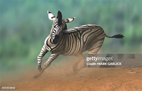 Zebra Galloping Photos and Premium High Res Pictures - Getty Images