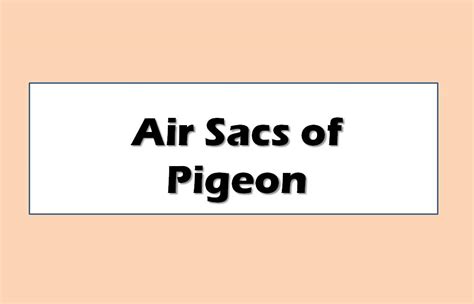 Air Sacs of Pigeon | Bird | Columba livia | Diagram | Note - Swarborno