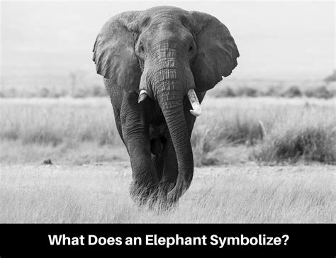 Elephant Symbolism