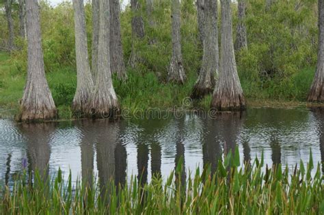 Marsh landscape stock image. Image of colorful, blue - 76946097