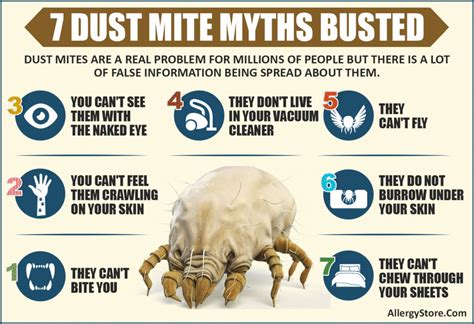 7 Dust Mite Myths Busted