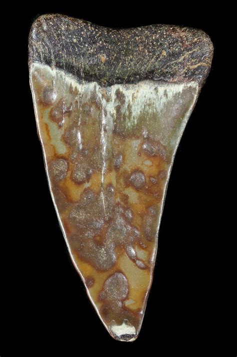 1.57" Uniquely Colored Fossil Mako Shark Tooth - Virginia (#49554) For ...