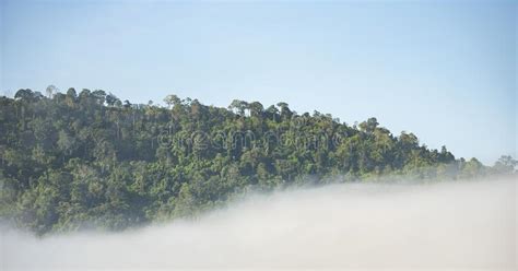 Foggy Landscape Mountains Misty Forest with Tree in the Moring Winter ...