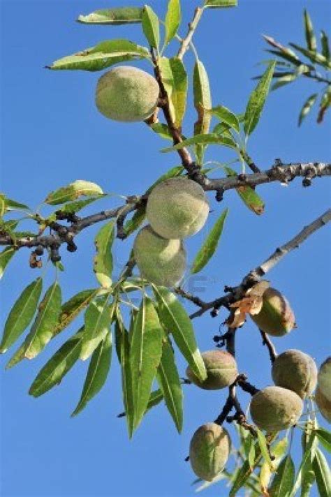 Almond Tree Uk