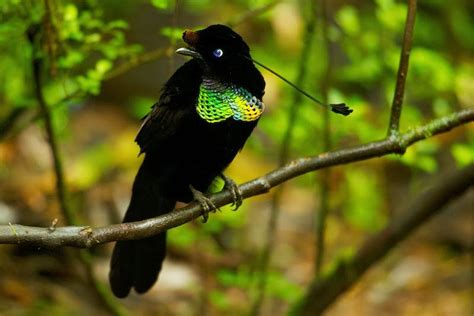 カンザシフウチョウ Western Parotia (Parotia sefilata) male | Pretty birds ...