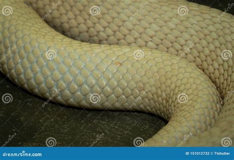 Albino Snake Skin stock photo. Image of reptile, scary - 151012732