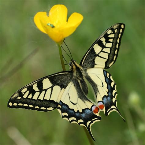 Butterflies (Superfamily Papilionoidea) · iNaturalist.org