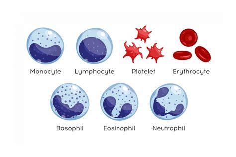 Types of white blood cells: what the numbers may mean | Roswell Park ...