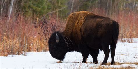 Wood Buffalo National Park - Alberta's best kept secret - Mountain Photo Tours