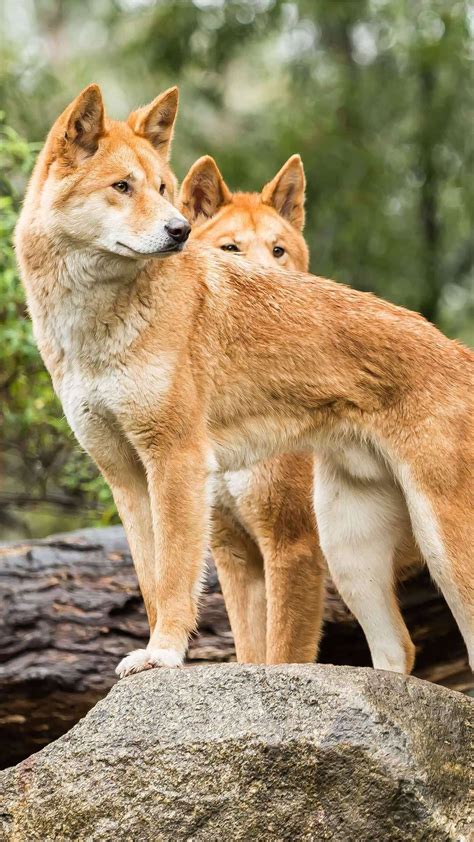 dingoes on Tumblr