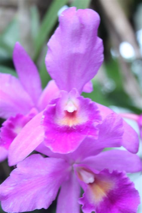 Terbaru 30 Gambar Anggrek Dendrobium Phalaenopsis - Galeri Bunga HD