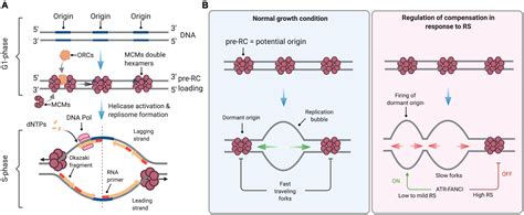 Frontiers | The Replication Stress Response on a Narrow Path Between Genomic Instability and ...