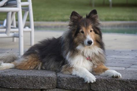 Miniature Collie Dog Breed: Info, Pictures, Facts & Traits | Hepper