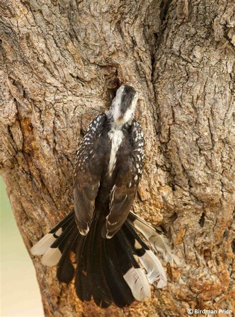 Hornbill nest - Simons Birding Blog