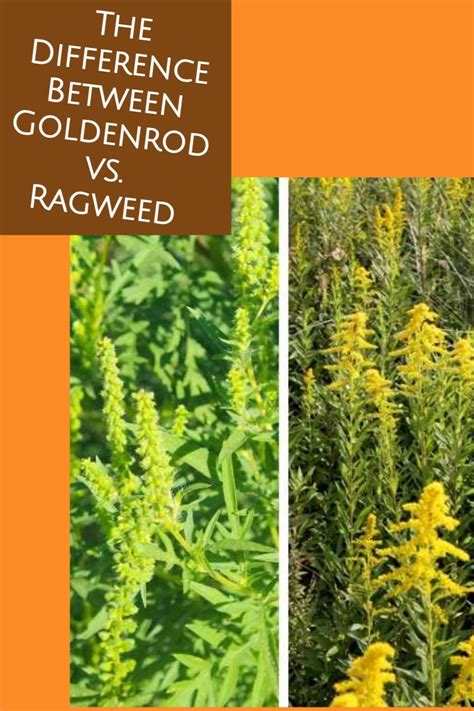 The Difference Between Goldenrod vs. Ragweed | Ragweed, Goldenrod, Goldenrod flower