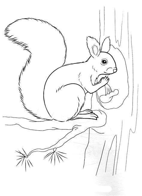 Coloring page - Squirrel holding a nut