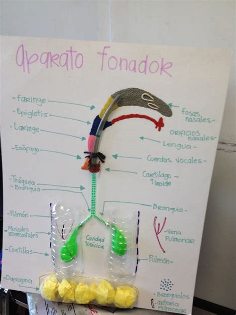 LEGUAJE MUSICAL 1°C-2: aparato fonador